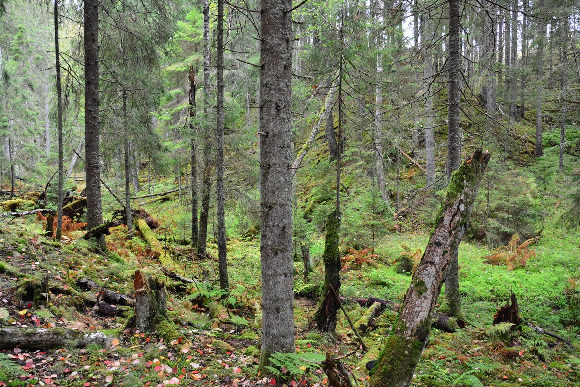 Schluchtensystem der Quellbäche